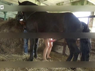 Animal Sex Storys