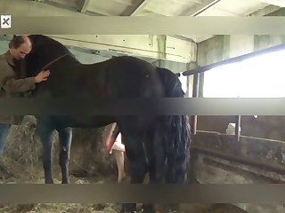 Animal Sex Storys
