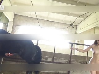Animal Sex Storys
