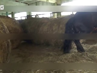 Animal Sex Storys