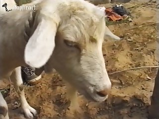 Masturbating To Zoo Porn