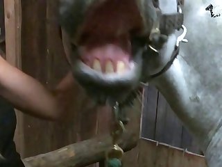 Free Xxx Zoo
