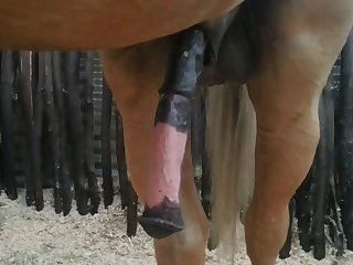 Nice 2 Beastforum Geles Masturbation