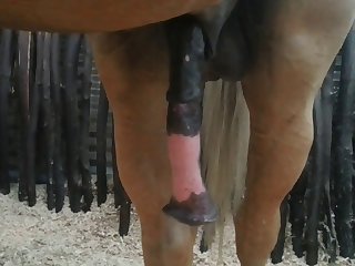 Nice 2 Beastforum Geles Masturbation