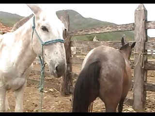 Lupe Vs Donkey Scene 05