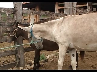 Lupe Vs Donkey Scene 05