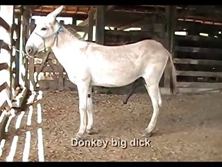 Donkey Dick