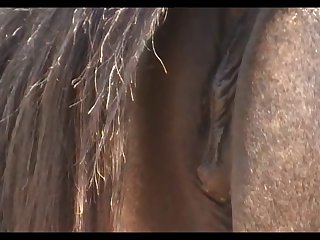 New Mare 1