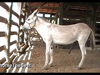 Donkey Dick