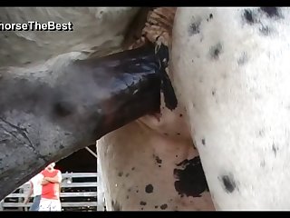 Donkey Vs Mare Branca Scene 2