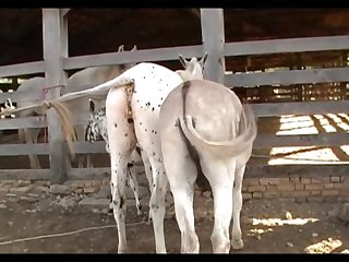 Donkey Vs Mare Branca Scene 2