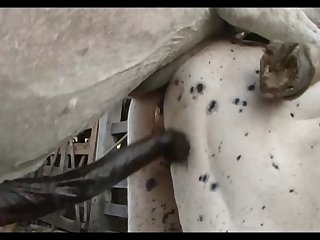 Donkey Vs Mare Branca Scene 2