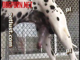 P108 Spotty Hump