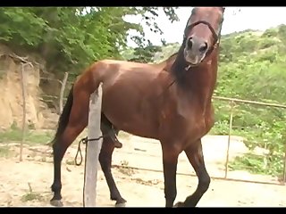 Huge Stallion Vs Crystal Sc04