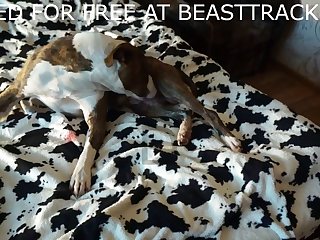 Orgasm By Dog Porn