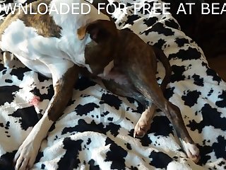Orgasm By Dog Porn
