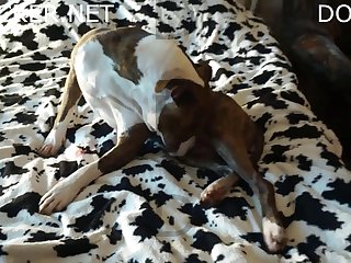 Orgasm By Dog Porn