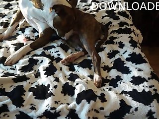 Orgasm By Dog Porn