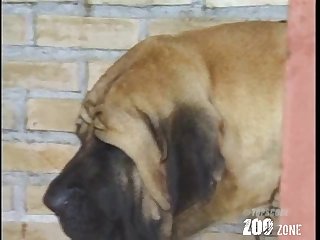 Girl Sex With Dog Porn Hub