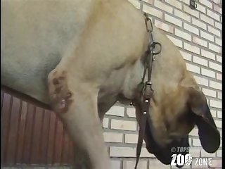 Girl Sex With Dog Porn Hub