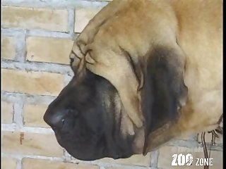 Girl Sex With Dog Porn Hub