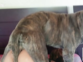 Lesbian Slave Dog Porn