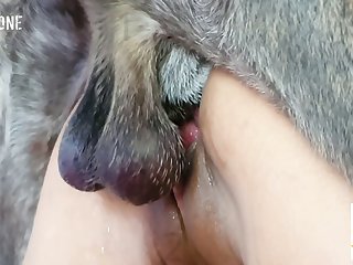 Lesbian Slave Dog Porn