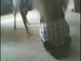 Squirt With Dog Xxx