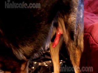 Dog Xxx 3 D