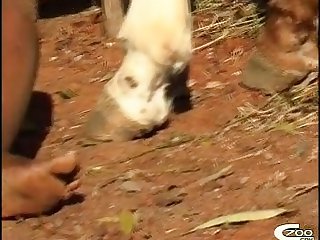Pain Animal Sex